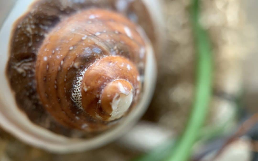 Wondering at Life through the Macro Lens